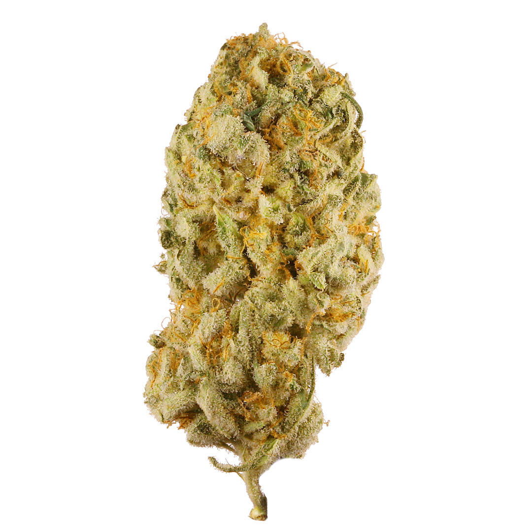 Jack Herer Hybrid Cannabis Strain
